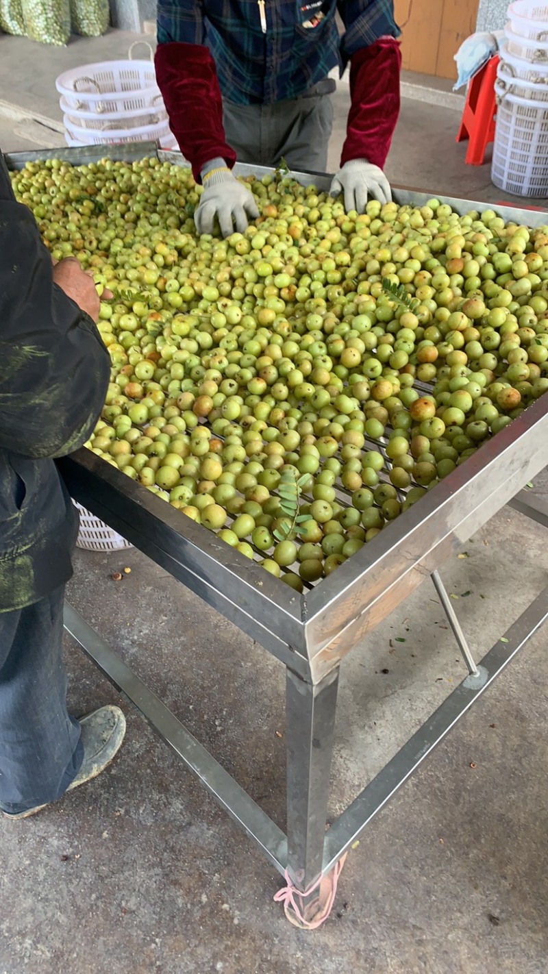 油柑，