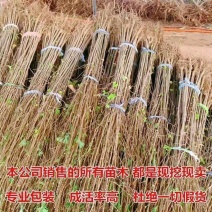 银杏树，白果树，基地直发量大从优