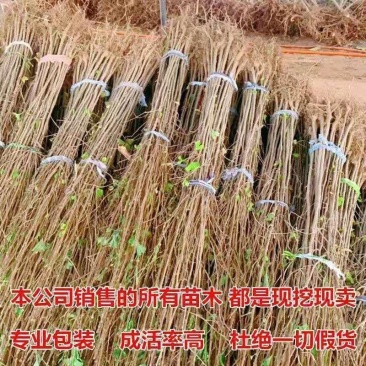银杏树,白果树,基地直发量大从优