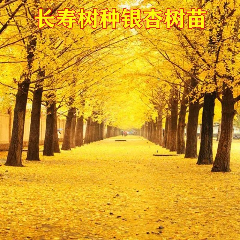 银杏树，白果树，基地直发量大从优