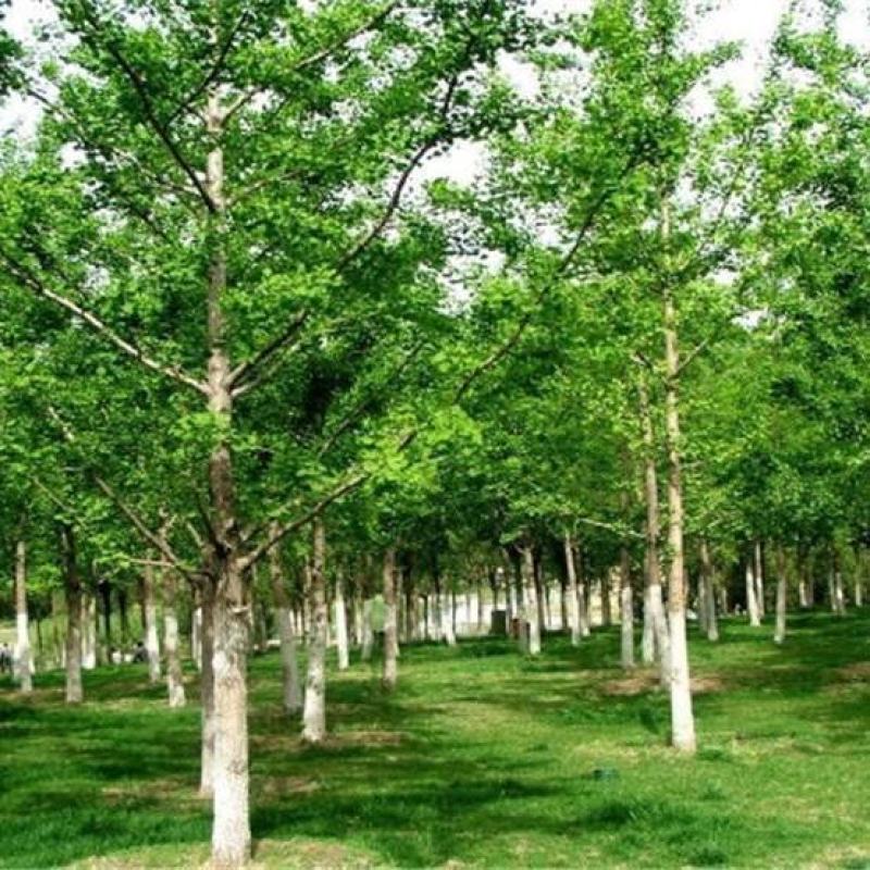 银杏树，白果树，基地直发量大从优