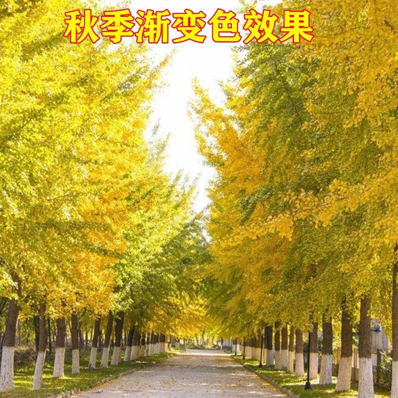 银杏树，白果树，基地直发量大从优