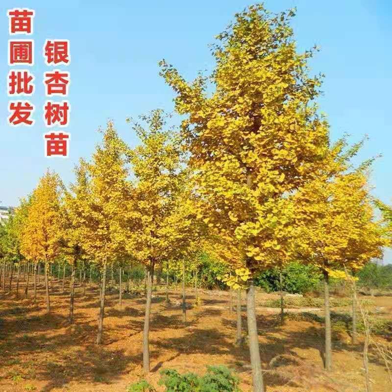 银杏树，白果树，基地直发量大从优