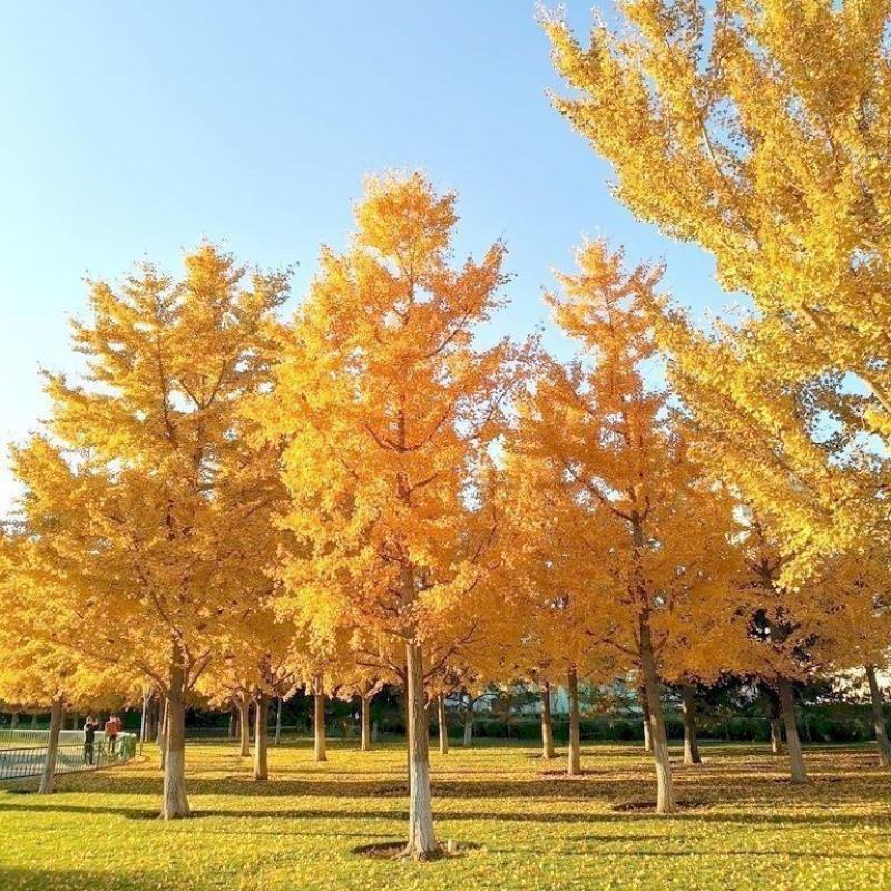 银杏树，白果树，基地直发量大从优