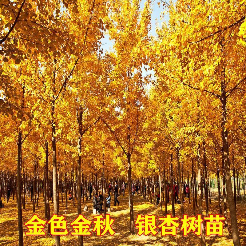 银杏树，白果树，基地直发量大从优