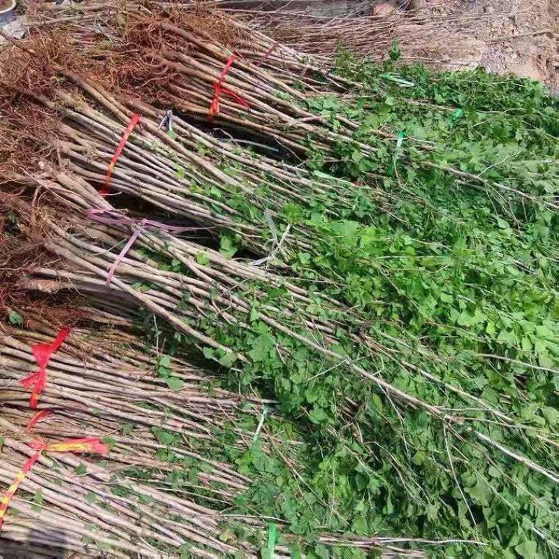 银杏树，白果树，基地直发量大从优