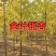 银杏树,白果树,基地直发量大从优
