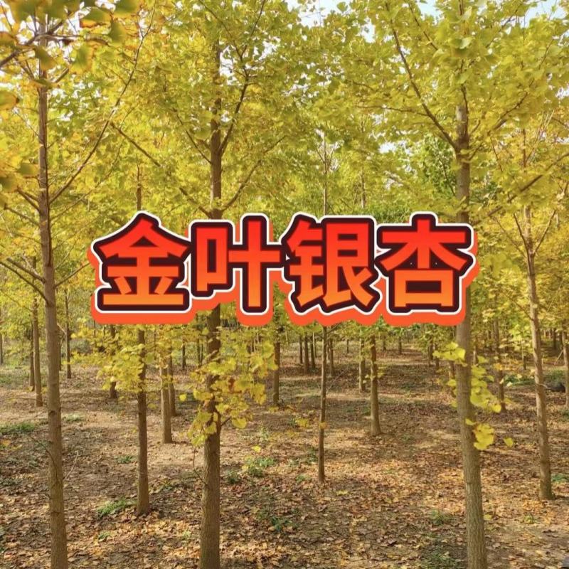 银杏树，白果树，基地直发量大从优