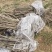 连翘苗0.2到1.8公分规格齐全三门峡基地直供欢迎订购