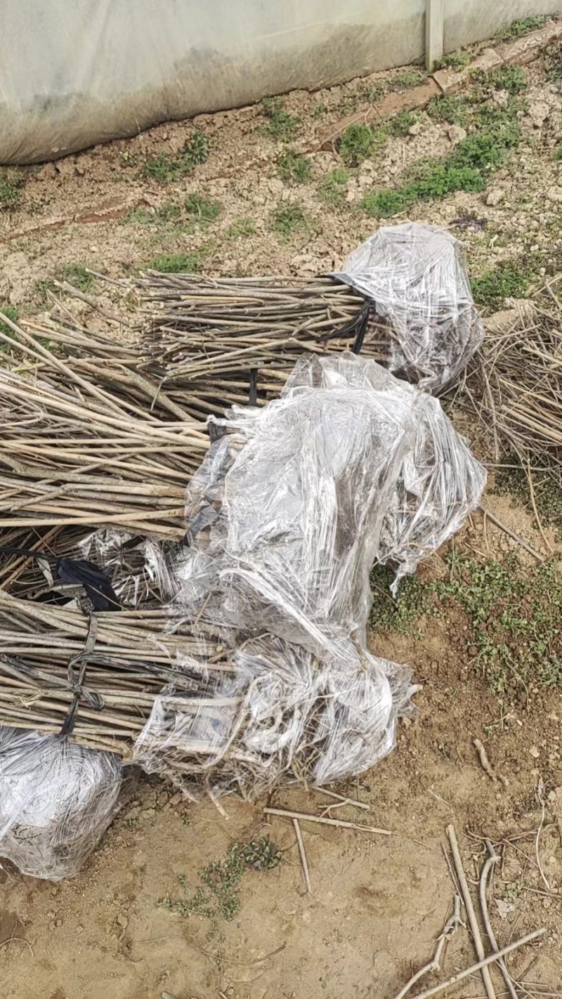 连翘苗0.2到1.8公分规格齐全三门峡基地直供欢迎订购