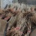 连翘苗0.2到1.8公分规格齐全三门峡基地直供欢迎订购