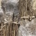 连翘苗0.2到1.8公分规格齐全三门峡基地直供欢迎订购