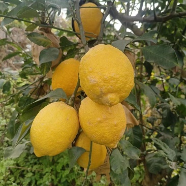 柠檬