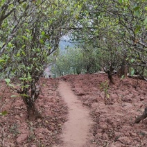 苦竹山古树茶批发