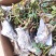 云南玫瑰老桩精品鲜切花大苗，货源充足保证质量