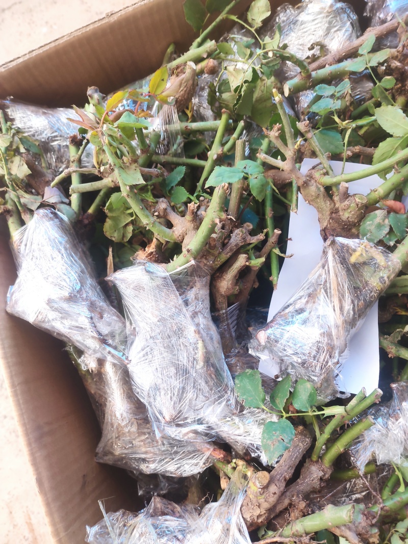 云南玫瑰老桩精品鲜切花大苗，货源充足保证质量