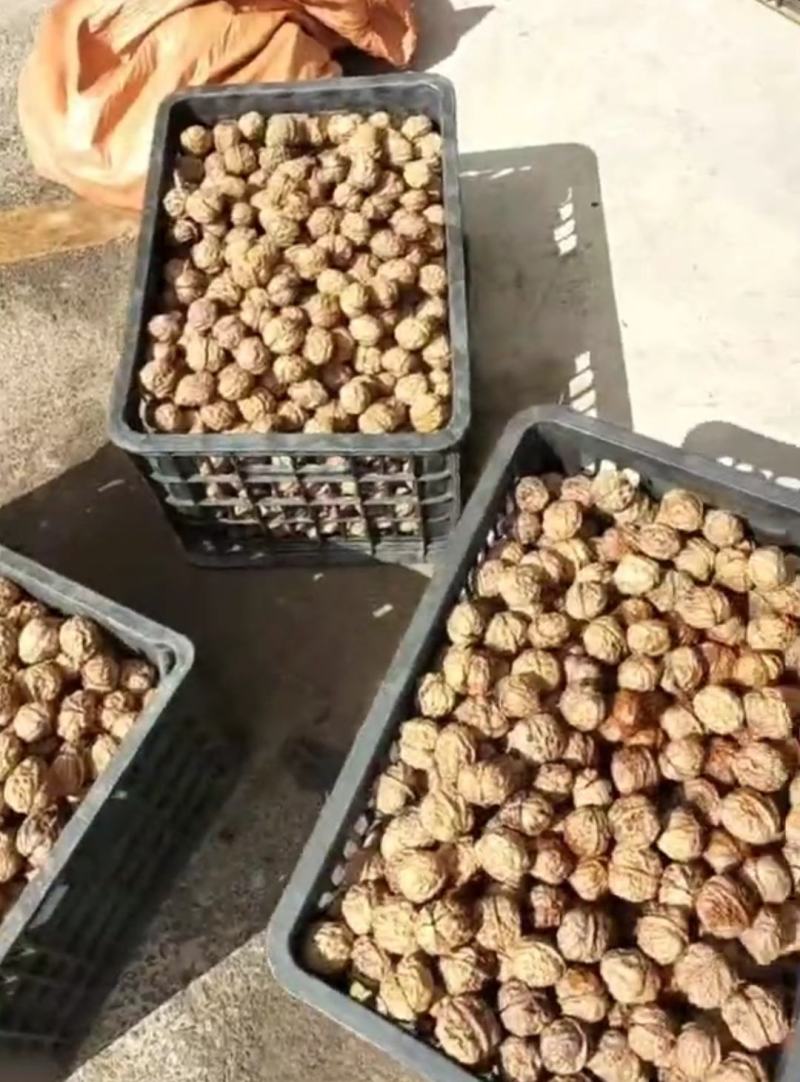 云南文玩核桃供应，量大咨询质量保证欢迎老板咨询沟通
