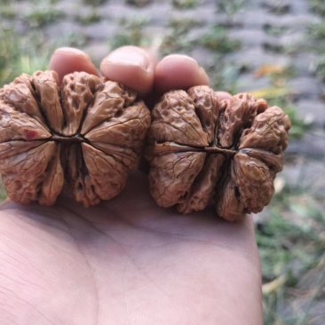 【推荐】文玩核桃大量有货，云南发货，批发零售各种规格