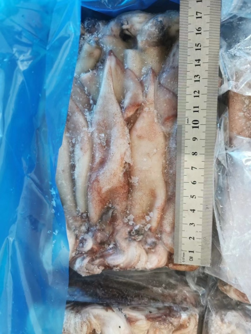 小鱿鱼、鱿鱼🦑原条鱿鱼、鱿鱼花、鱿鱼嘴、鱿鱼须