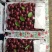 精品露天车厘子。樱桃。品种齐全
