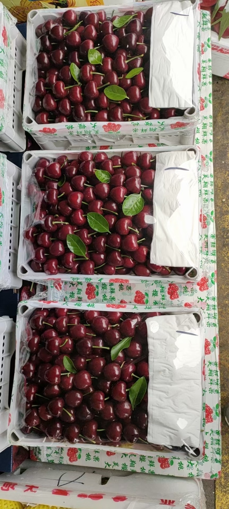 精品露天车厘子。樱桃。品种齐全
