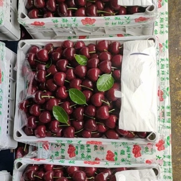 精品露天车厘子。樱桃。品种齐全