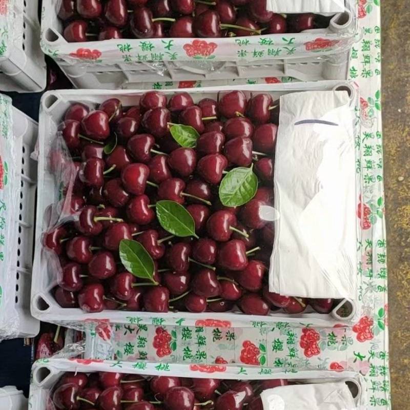 精品露天车厘子。樱桃。品种齐全