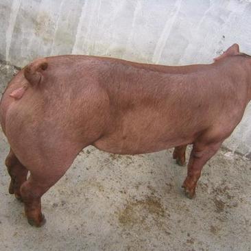 新美系杜洛克种公猪种母猪育种级
