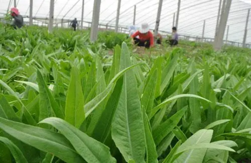 云南红河精品油麦菜，基地直供，现采现发，货源充足供应全国
