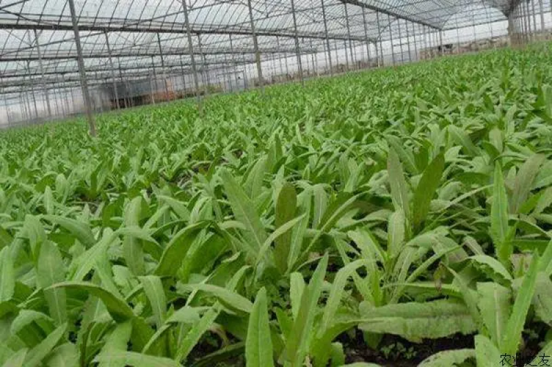 云南红河精品油麦菜，基地直供，现采现发，货源充足供应全国