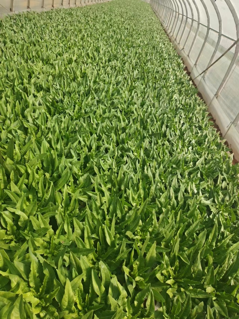 云南红河精品油麦菜，基地直供，现采现发，货源充足供应全国