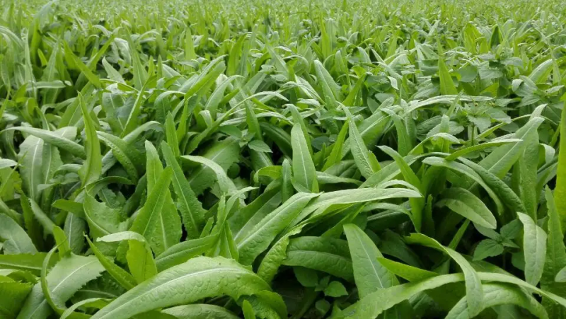 云南红河精品油麦菜，基地直供，现采现发，货源充足供应全国