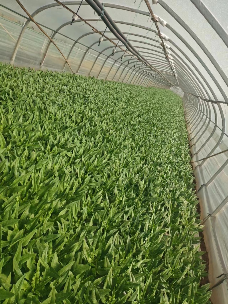 云南红河精品油麦菜，基地直供，现采现发，货源充足供应全国
