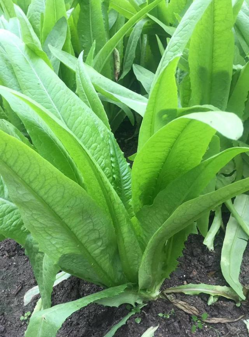 云南红河精品油麦菜，基地直供，现采现发，货源充足供应全国