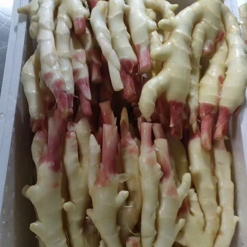 新鲜子姜，大量供应全国冷链运输，坏烂包赔