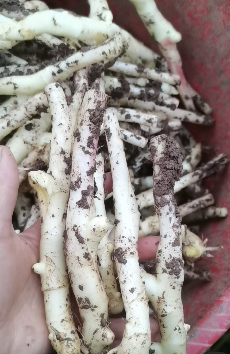 新鲜子姜，大量供应全国冷链运输，坏烂包赔