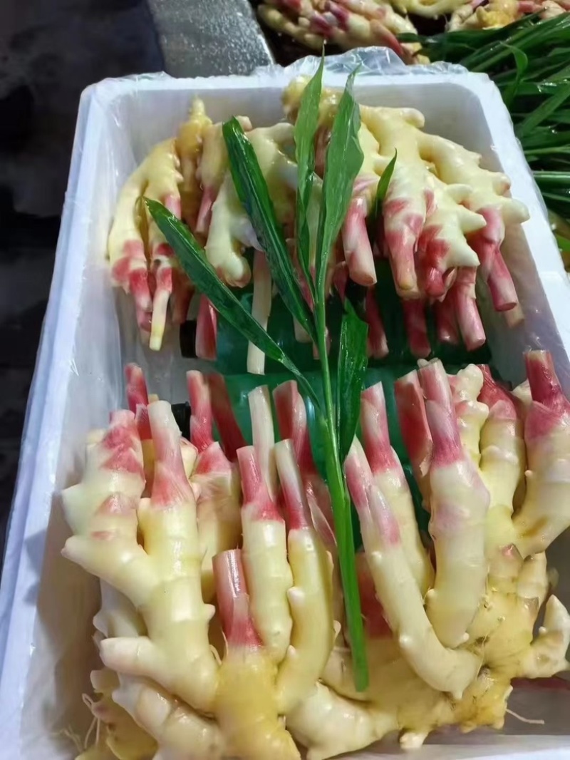 新鲜子姜，大量供应全国冷链运输，坏烂包赔