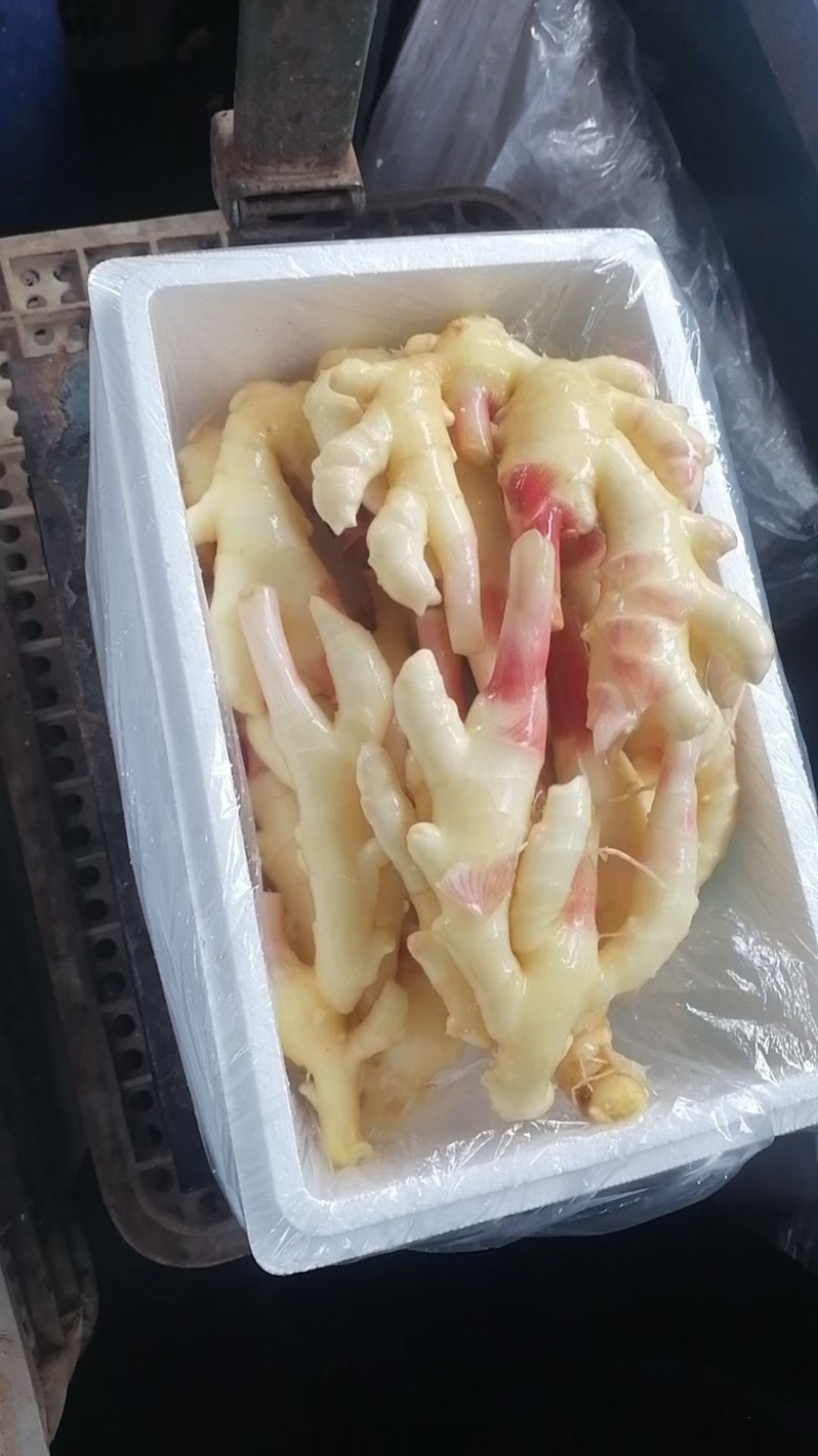 新鲜子姜，大量供应全国冷链运输，坏烂包赔