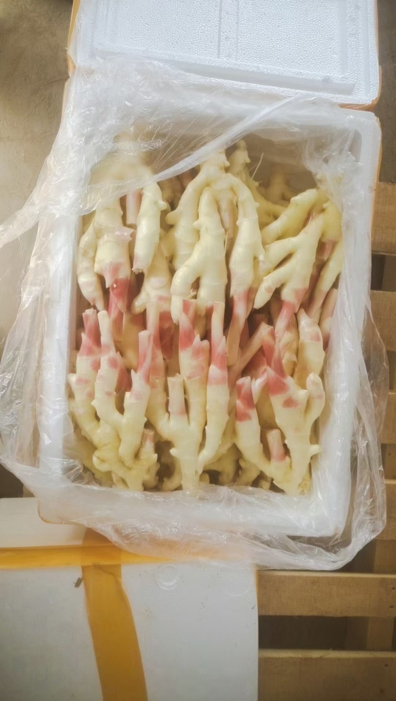 新鲜子姜，大量供应全国冷链运输，坏烂包赔