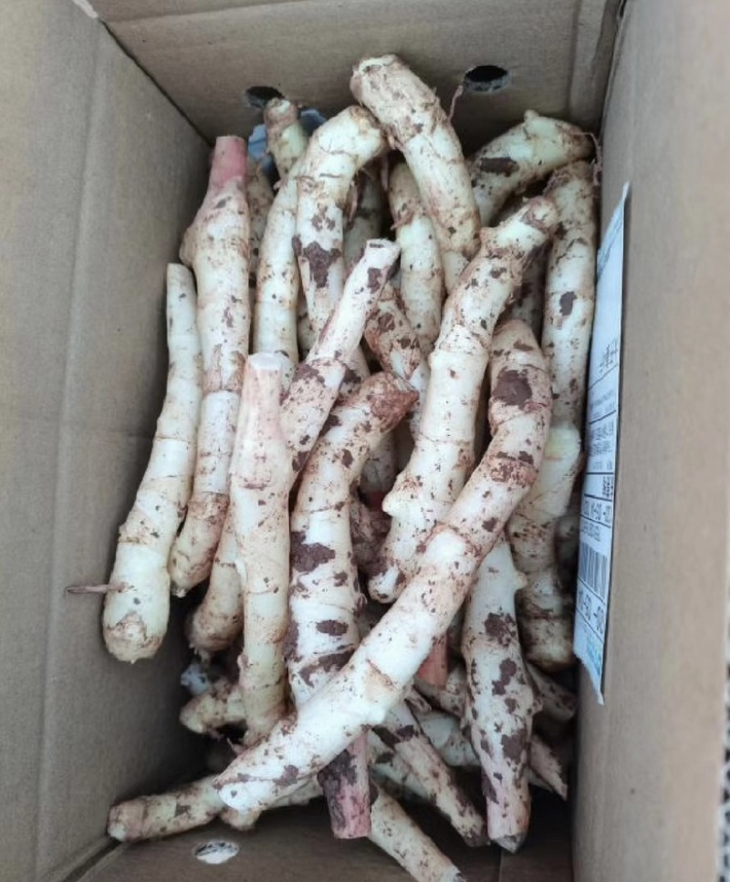 子姜大量供应，产地直销，可水洗，坏烂包赔