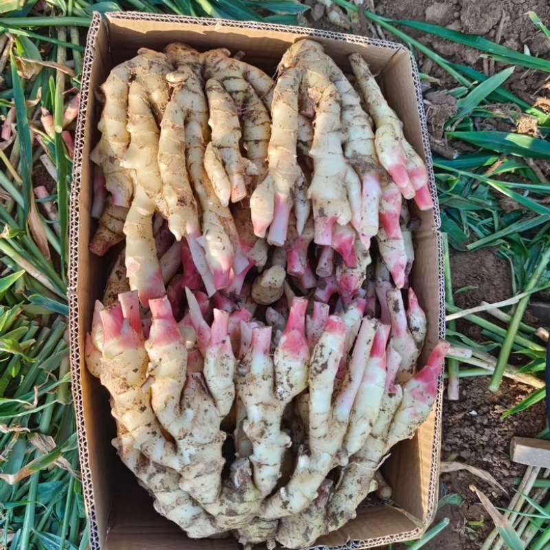 子姜大量供应，产地直销，可水洗，坏烂包赔