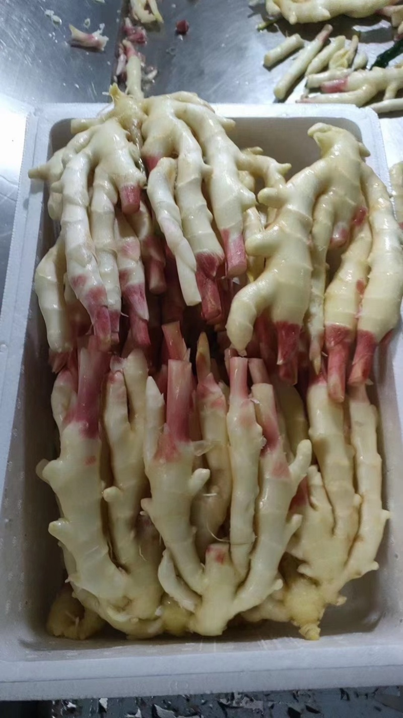 子姜大量供应，产地直销，可水洗，坏烂包赔