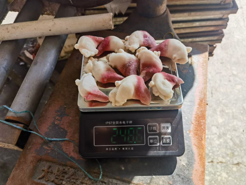 北极贝