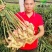 368高产姜种，教种植包回收，亩产一万五