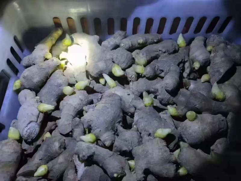 368高产姜种，教种植包回收，亩产一万五