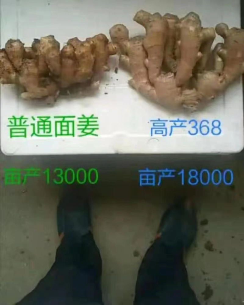 368高产姜种，供应全国，教种植包回收