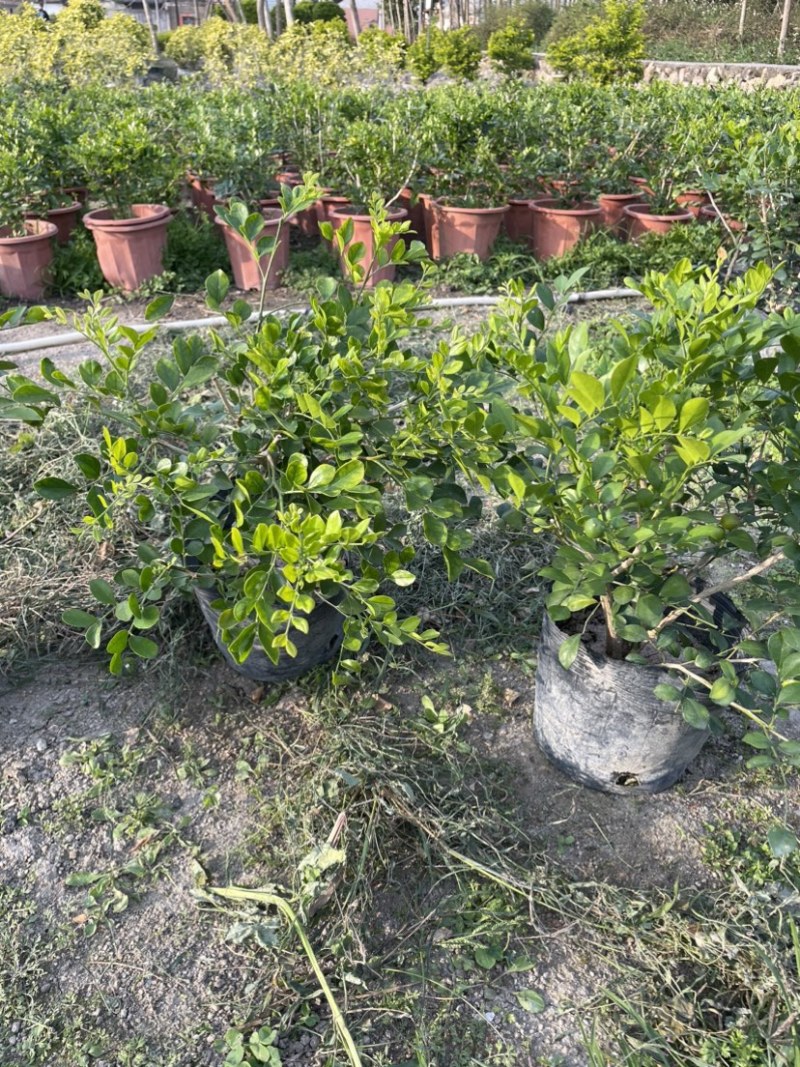 九里香小杯中杯盆栽基地直销质量优质欢迎前来咨询合作