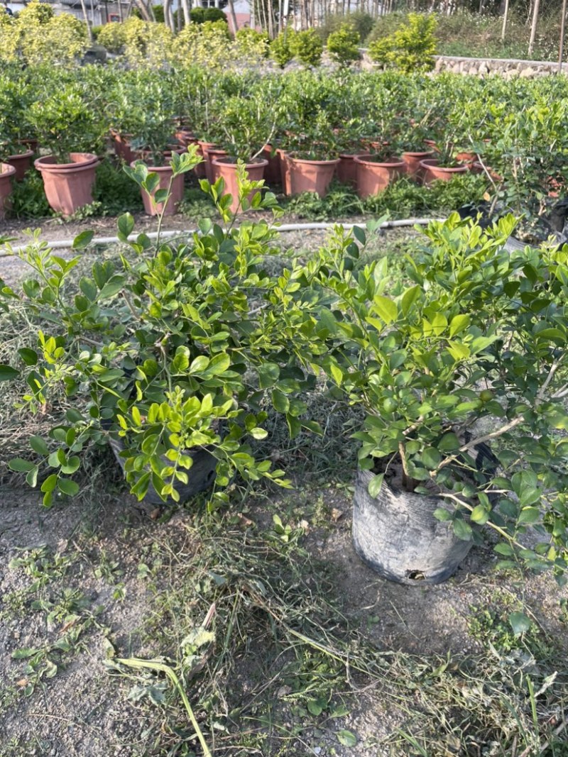 九里香小杯中杯盆栽基地直销质量优质欢迎前来咨询合作