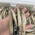 沙丁鱼