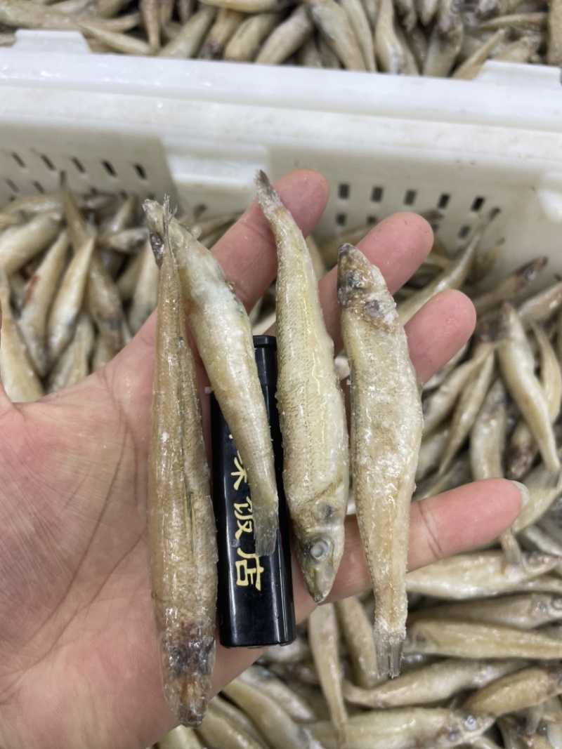 沙丁鱼